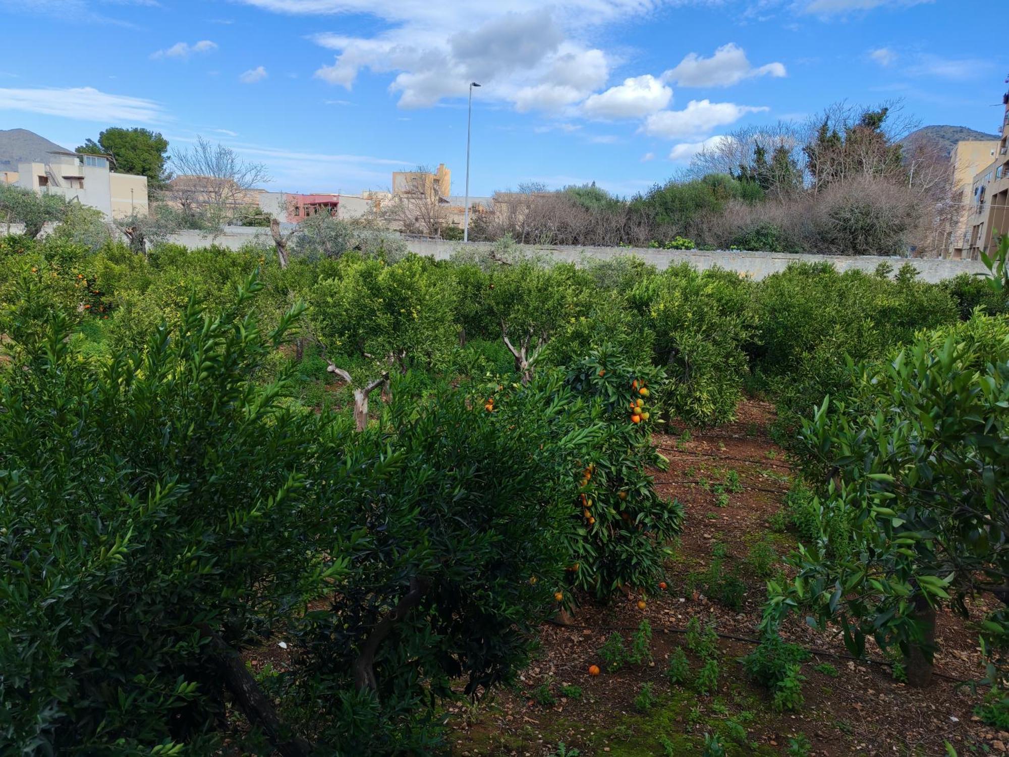 Giardino Delle Arance Luxury Rooms Palermo Dış mekan fotoğraf